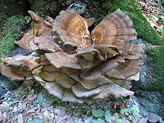 Mushroom. Photo commons:User:Tsnena.