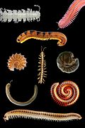 Assorted millipedes
