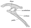 鳥盤類の典型的な骨盤 （左側面図）
