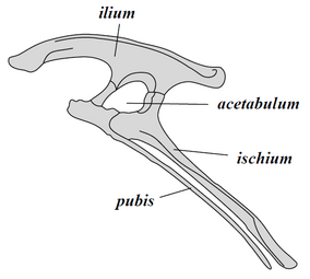 khung chậu Ornithischia (bên trái)