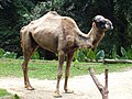 Thumbnail for File:Camelus dromedarius in Singapore Zoo.JPG