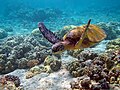 Chelonia mydas na havajskom koraljnom grebenu