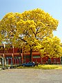 Ipê-amarelo, flor nacional brasileira