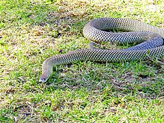Pakobra australská, nejběžnější had v Austrálii