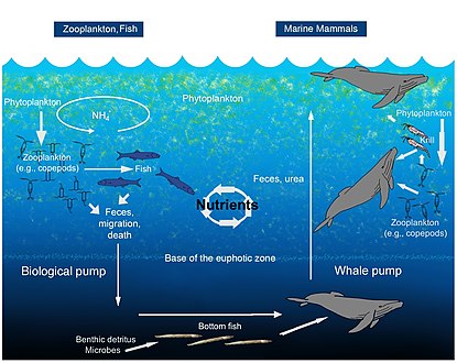 Whale pump nutrient cycle
