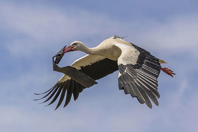 White stork in flight by Charles J. Sharp