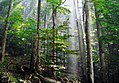 biogradska šuma u Crnoj Gori