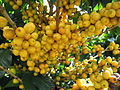 Yellow Catuaí Coffee, a variety of Coffea arabica, Manhuaçu City, Minas Gerais State, Brazil