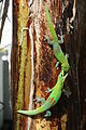 22. Két aranyporos nappaligekkó (Phelsuma laticauda) küzd egy banánfa törzsén a Réunion-beli Saint-Denisben (javítás)/(csere)