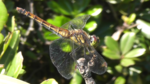 Dragonfly (Sympetrum infuscatum)