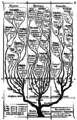 Arbre généalogique monophylétique des organismes selon Haeckel (1866)[13].