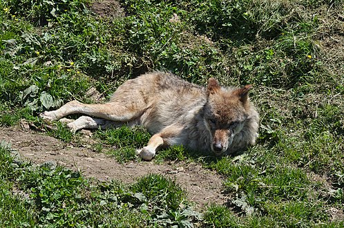 一隻喺度曬太陽嘅狼