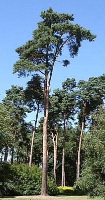 En sjüürenbuum (Pinus sylvestris)