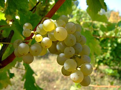 Совињон блан сорта белог грожђа, снимљено у виноградима код Власотинца у југоисточној Србији.