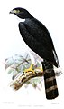 English: Grey-bellied Hawk Accipiter poliogaster (cat.)
