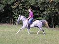 Rifala Deutsch: Vollblutaraberstute English: pure bred Arabian mare