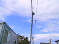 電柱上に作られた巣。佐賀市内にて撮影。