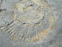 Mészkő egy ammonitesz lenyomatával