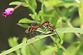 14. Gyakori szitakötők (Sympetrum striolatum) a Kew Gardensben (Richmond upon Thames kerület, London). A szitakötők párzás közben is tudnak repülni (javítás)/(csere)