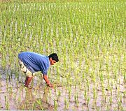 Worker in a paddy, a common scene all over Bengal