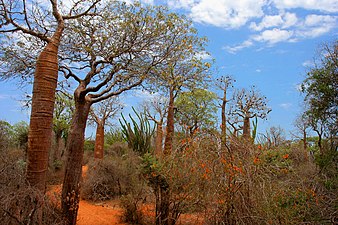 drûch wâld op Madagaskar