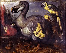 Painting of a Dodo with a red parrot on its left and a blue one at its right