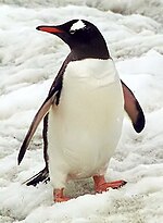 Pygoscelis papua -pingviidna
