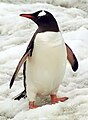 پنگوئن در قطب جنوب