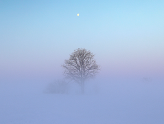 Donmuş sis ile aşırı soğukta tarladaki bir ağaç