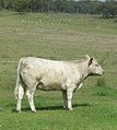 Beef Cattle and sheep are major industries in the agricultural plains.