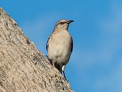 Mockingbird on the North Lake Trail (SDG 15)