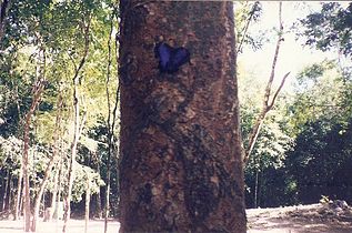 Tropical tree, Mexico
