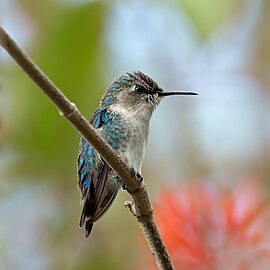 Bee hummingbird Mellisuga helenae immature ♂ Cuba