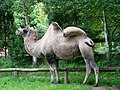 Thumbnail for File:Camelus bactrianus.JPG