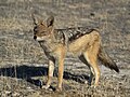 9. Panyókás sakál (Canis mesomelas) Wolfsnes közelében, a namíbiai Nyugat-Etoshában (javítás)/(csere)