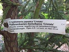 Rosengarten Forst, Hahnenkamm-Sicheltanne im Heidegarten, Gärtnerei-Etikett, 01.jpg