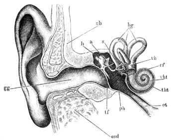 الأذن هي الجهاز المسؤول عن السمع لدى الإنسان