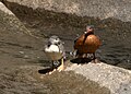 Juvenile (left) and female Peruvian torrent duck on the Urubamba River, Peru