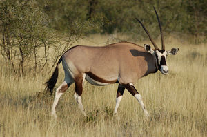 Орикс антилопа (Oryx gazella)