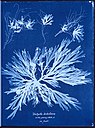 Cyanotypie aus Anna Atkins' Buch „British Algae“ (1843)