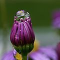 A drop of water on a Asteraceae