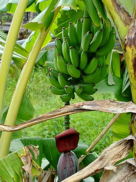 Banaanikasvi Réunionilla