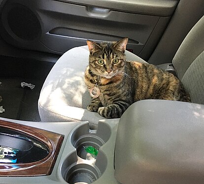 A pet cat prepares to ride in the passenger seat of a car.