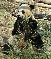 Bambusbjörn í National Zoo dýragarðinum í Washington, D.C. í Bandaríkjunum