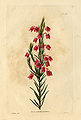 Erica andromedaeflora (Loddiges 521) drawing by William Miller engraved by G Cooke, 1818