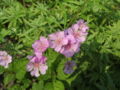 Onbekende echte Geranium Geranium renardii?(het lijkt mij geen geranium maar een malva, maar sowieso beroerde foto.....