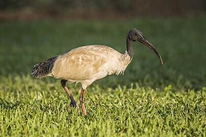 Australian ibis Threskiornis molucca