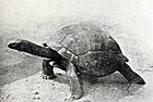 塞舌爾巨龜（Aldabrachelys gigantea hololissa），亞達伯拉象龜的一個亞種