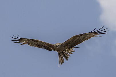 Black kite Milvus migrans affinis Australia