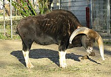 La forma del gaur domestica: un gayal. Qui un esemplare maschio.